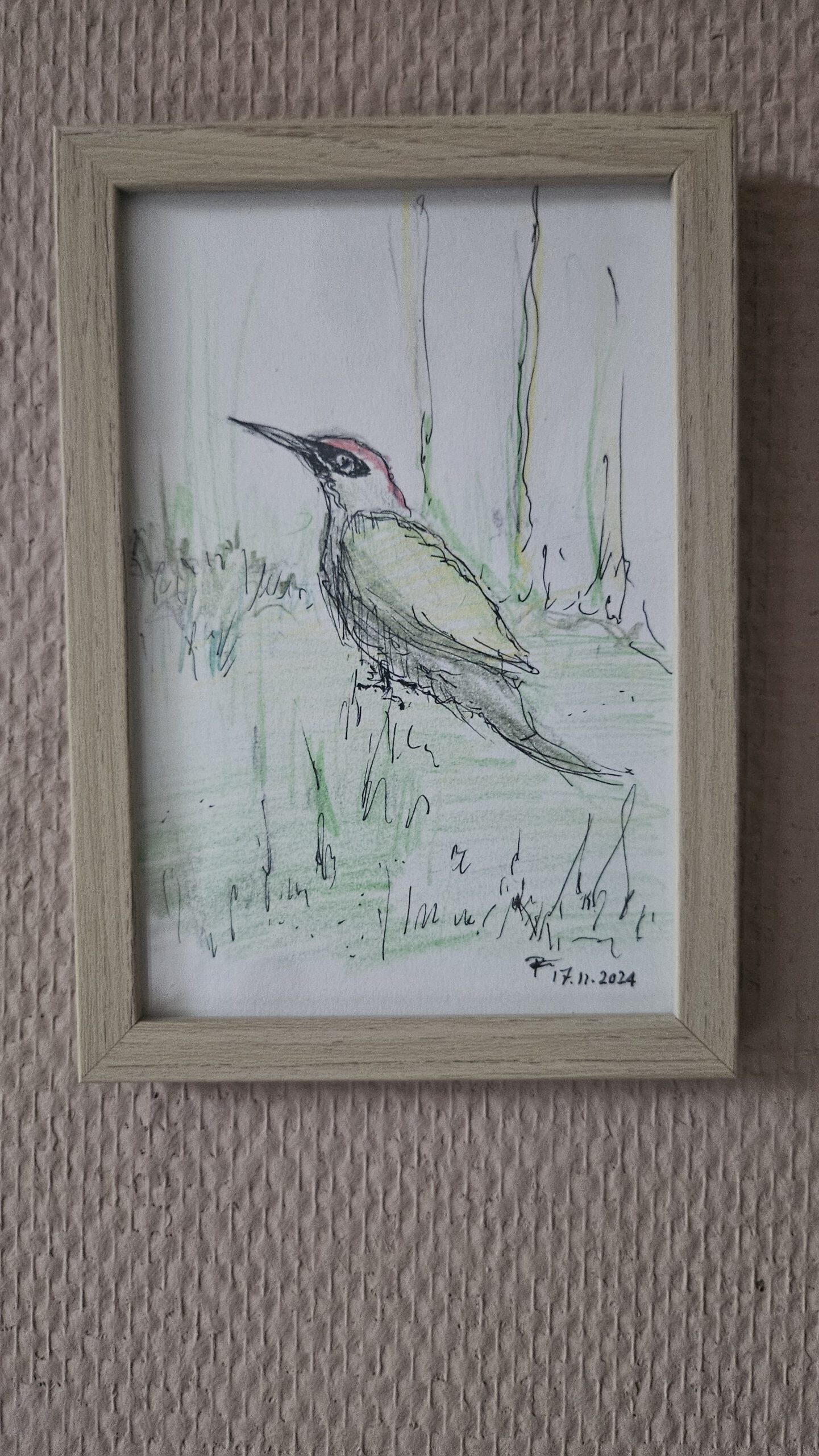 Picus viridis -  (European green woodpecker)